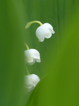 lily-of-the-valley-123171__340.jpg